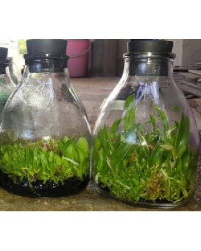 Bình nuôi cấy kèm nút cao su