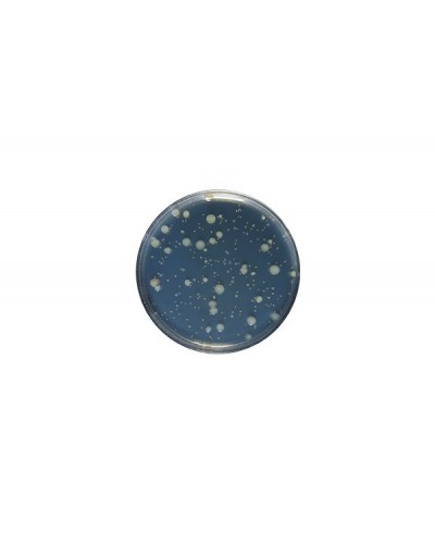 Yeast Extract agar acc. ISO 6222 GranuCult™ Yeast Extract agar acc. ISO 6222 GranuCult™