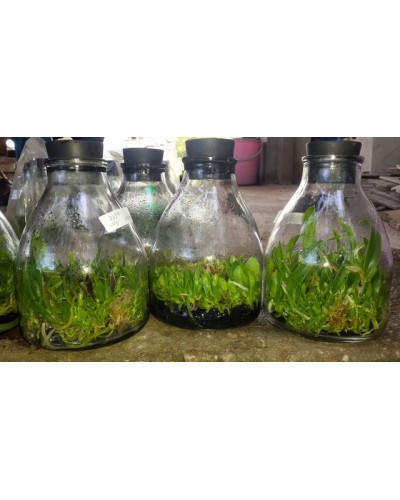 Bình nuôi cấy mô